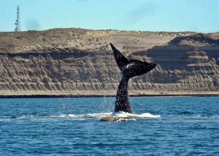 Fauna Puerto Madryn
