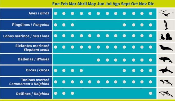 Fauna Puerto Madryn