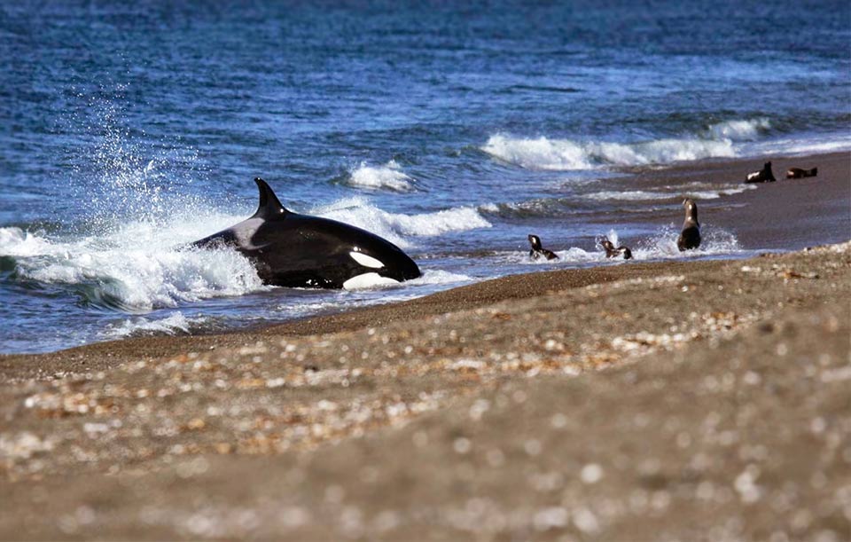 Avistaje de Orcas en Punta Norte