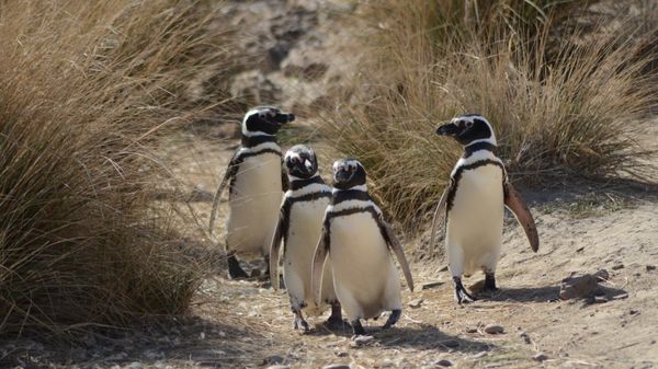 Actividades Puerto Madryn